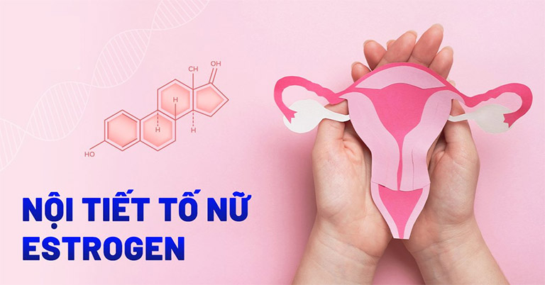 Nội Tiết Tố Nữ Là Gì?